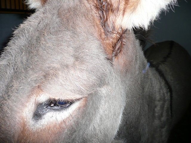 Balthazar et leonard Arrivee (43).jpg